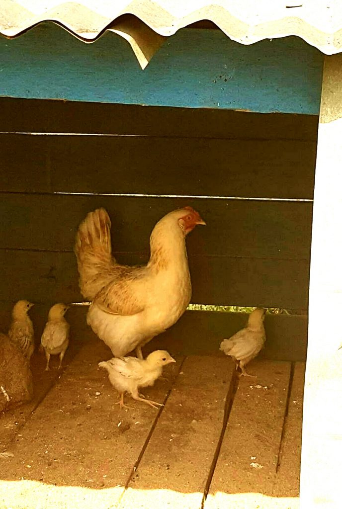 Mona farm chickens